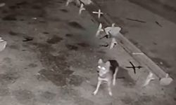 Ağıla giren kurt, 2 koyunu telef etti