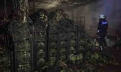 Alanya'da muz sarartma tesisinde yangın: Tonlarca muz zarar gördü