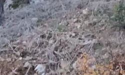 Alanya’da yerleşim alanına yakın bölgede kurt görüntülendi