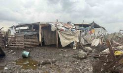 Avcılar’da başıboş köpekler koyun sürüsüne saldırdı: 10 hayvan telef oldu