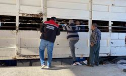 Burdur’da şap karantinasındaki küpesiz hayvan taşıyan besiciye 170 bin lira ceza