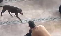 Camiye giren pitbull yakalandı, sahibine işlem yapıldı