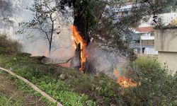 Bursa'da çamlık alanda çıkan yangın büyümeden söndürüldü