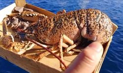 Çanakkale’de 525 kilo balığa el konuldu