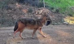 Doğanın sert yüzü: Çakal ağzında domuz bacağıyla görüntülendi