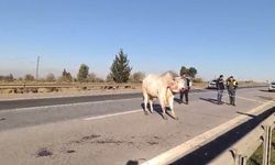 Firari anguslar uyuşturucu iğneyle tek tek avlandı