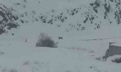 Iğdır'da aç kalan 3 vaşak köye indi