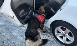 Jandarma tarafından Muğla'da yapılan denetimde bir haftada 80 şahıs yakalandı