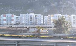 Kaza yapan tırdan kaçan anguslar şehir turunda