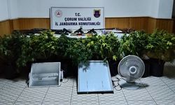 Köy evinde çadır kurup skunk yetiştiren şahsa operasyon