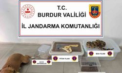 Operasyon yapılan ev hayvanat bahçesi gibi çıktı