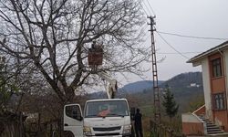 Ordu'da elektrik tellerine temas eden ağaç dalları kesildi