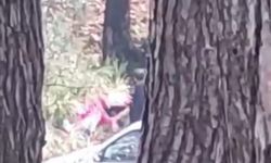 Ormanlık alanda kadını darbeden şüpheli yakalandı