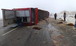 Patnos’ta hayvan yüklü tır devrildi: 10 küçükbaş telef oldu