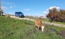 Saray’da kaçak yollarla getirilen 9 büyükbaş hayvan kesime gönderildi