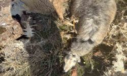 Sürüden ayrılan koyunları kurt kaptı: 28 koyun telef oldu