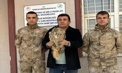 Yüksekova'da boynuzlu baykuş tedavi altına alındı