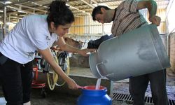 Şapın vurduğu üreticiler süt fiyatında güncelleme istiyor