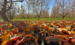 Don Vurdu, Kuraklık Bitirdi: Bursa’da Bahçeler Sessizliğe Büründü