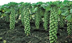 İznik’ten dünyaya: Rusya ve Hollanda lahanayı buradan alıyor