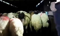 Şeytanın bile aklına gelmez! Hayvanların karnını kesip uyuşturucu gizlemişler