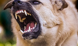 Bursa Demirtaş'ta başıboş köpek dehşetİ 3 kişi yaralandı