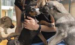 Köpek sahiplerinden vergi alınacak