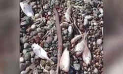 Muğla'da ölü balıklar kıyıya vurdu