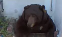 Dev ayı evi ele geçirdi