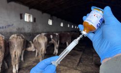 "Şap hastalığı" nedeniyle 11 mahalle karantinaya alındı