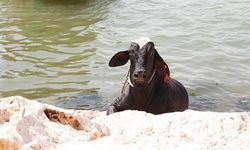 Balıkçılar inek tuttu!