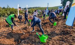 Kastamonululardan ağaçlandırma seferberliği