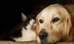 “Sokak Hayvanlarının Yaşam Hakkı Pazarlık Konusu Olamaz”