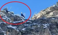 Dağda mahsur kalan 18 keçi kurtarılmayı bekliyor