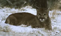 ABD'de yürüyüş yapan kadın puma saldırısında öldü