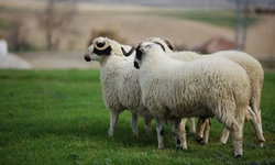 Bursa’da hayvancılık projesi başladı: Koyun ve koç verilecek