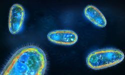 Bilim insanlarından amip uyarısı: 'Dünya genelinde su sistemlerine yayılıyor'