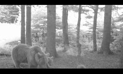 Bursa'da bozayı ailesi, fotokapana yakalandı