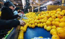 Grip vakaları artıyor; C vitaminini yanlış besinde aramayın