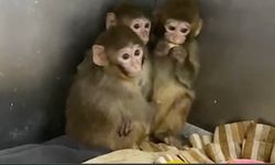 Bursa'da 3 makak maymunu koruma altına alındı