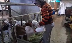 Bursa'da ölü buzağıyla üzüldüler, ikiz doğumla sevindiler