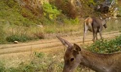 Bursa'nın kızıl geyikleri fotokapana takıldı