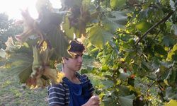 Uludağ'ın fındığı destek bekliyor