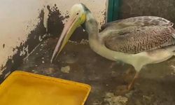 Bursa'da tedavisi tamamlanan ak pelikan doğaya salındı
