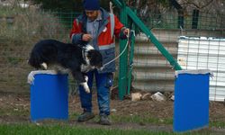 Kangal ve akbaştan sonra sahaya yeni güç: Border Collie