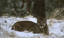 ABD'de Rocky Dağları'nda yürüyüş yapan kadın puma saldırısında öldü