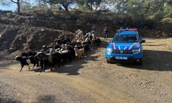 Antalya'da kaybolan 55 küçükbaş hayvan jandarma ekiplerince bulundu
