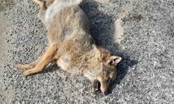 Aracın çarptığı tilki telef oldu