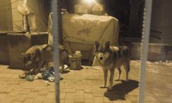 Beypazarı'nda aç kalan kurtlar şehre indi