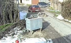 Bolu'da ezilen köpeğin röntgeninden 400 saçma çıktı